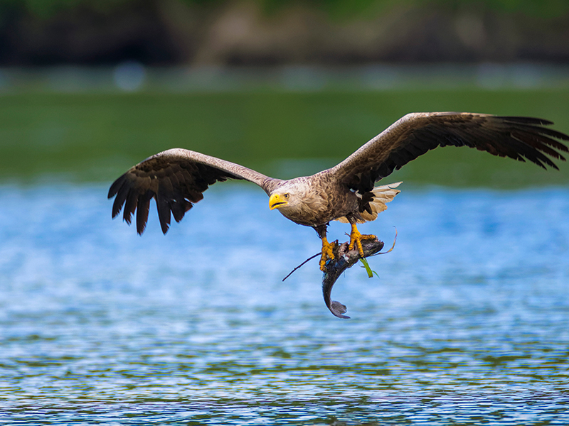 klimaskog Norwegen - Klassenfahrt für den Klimaschutz - Aktivität - Seeadler füttern