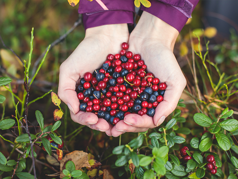 klimaskog klassenfahrt lernen fur den Waldschutz - beeren sammeln