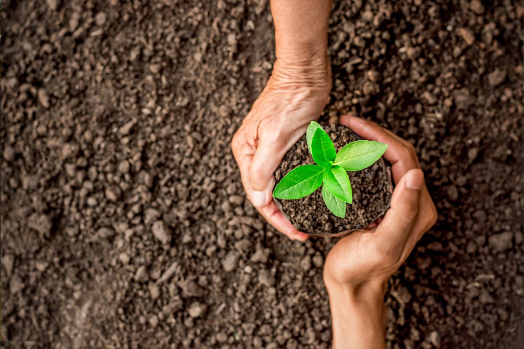 klimaskog klimaschutz waldschutz baumpatenschaft