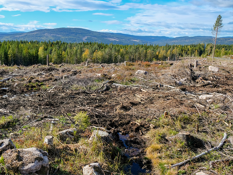 klimaskog - waldabholzung in norwegen stoppen