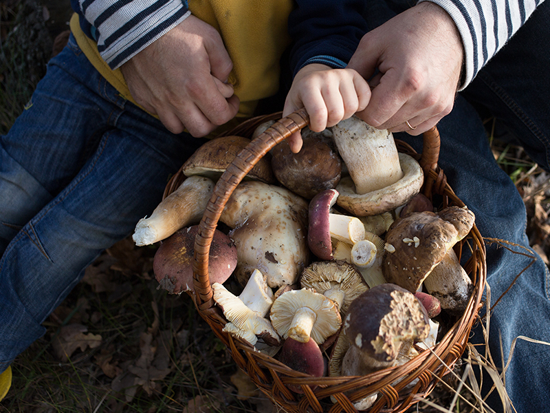 Klimaskog Norwegen - Walderlebnisse - Kraeuter-, Pilz- und Beerenkunde